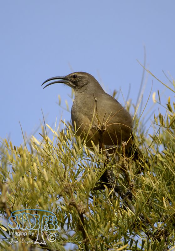 California Thrasher - Toxostoma redivivum