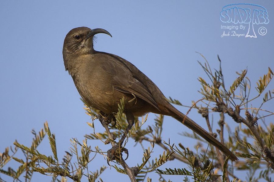 California Thrasher - Toxostoma redivivum