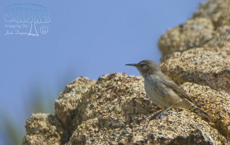 Rock Wren - Salpinctes obsoletus