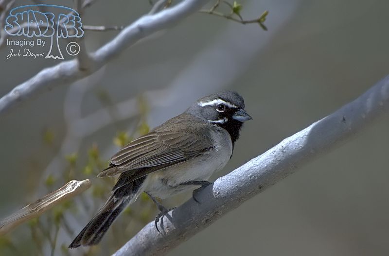 Black-Throated Sparrow - Amphispiza bilineata