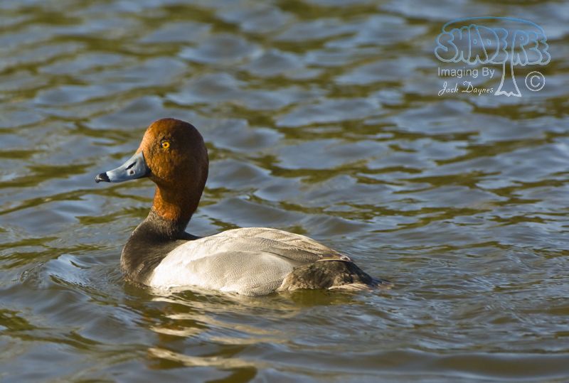 Redhead - Aythya americana