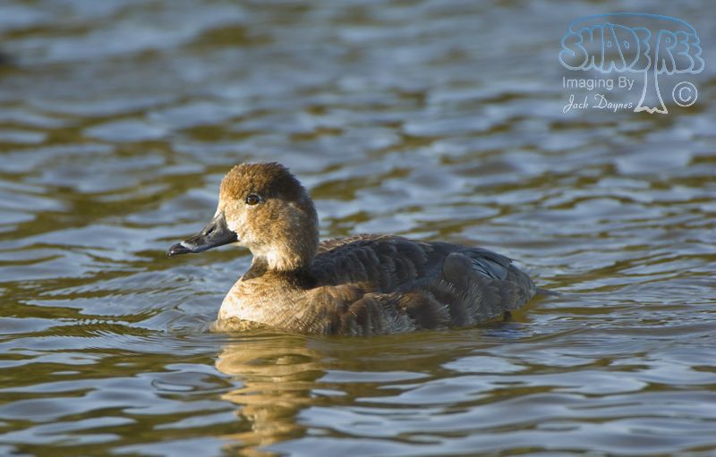 Redhead - Aythya americana