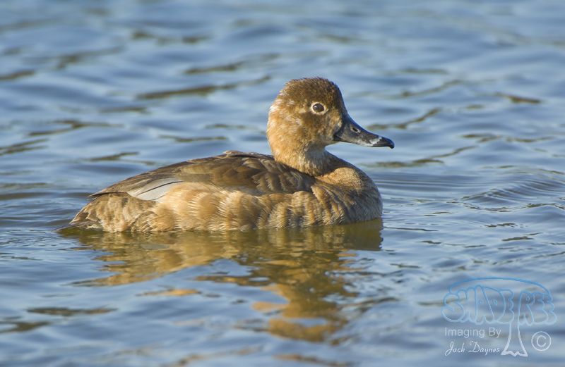 Redhead - Aythya americana