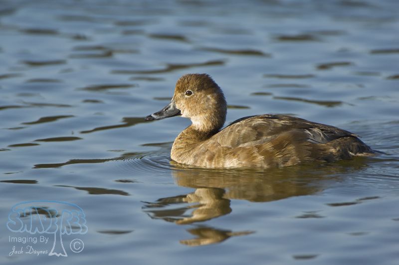Redhead - Aythya americana