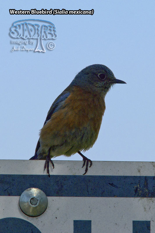 Western Bluebird - Sialia mexicana