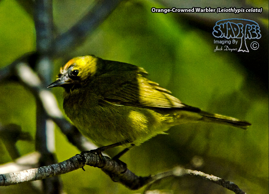 Orange-Crowned Warbler - Leiothlypis celata