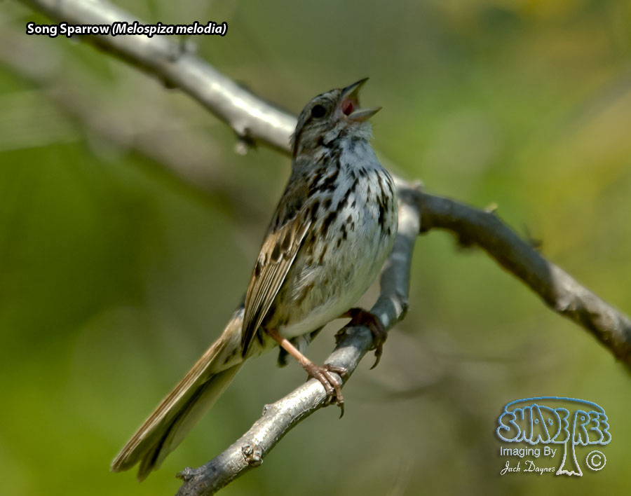 Song Sparrow - Melospiza melodia