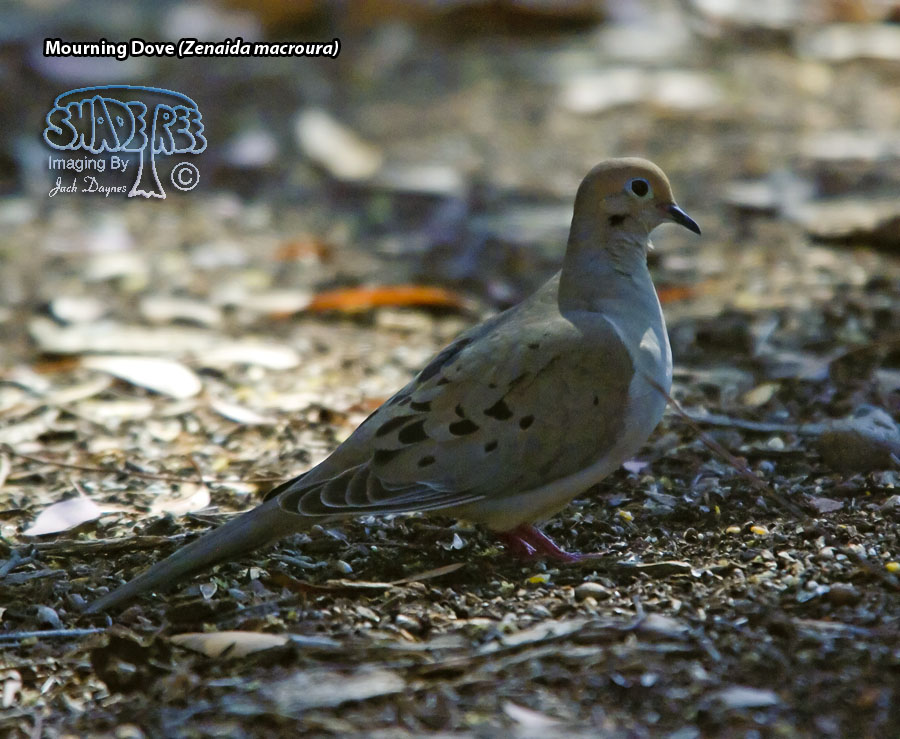 Mourning Dove - Zenaida macroura