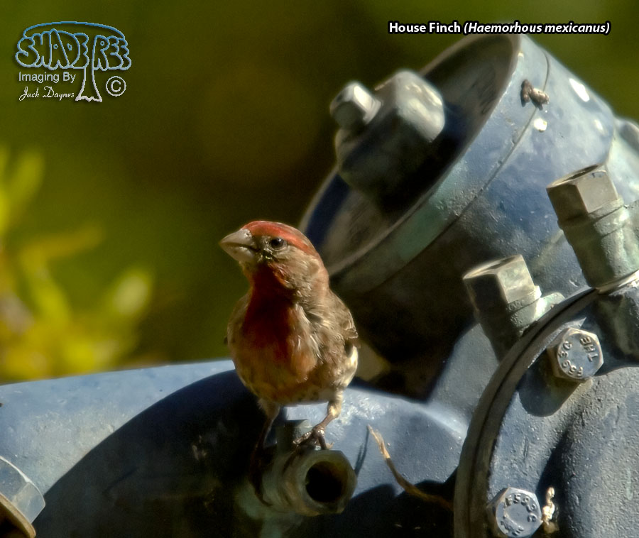 House Finch - Haemorhous mexicanus