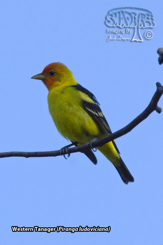 Western Tanager - Piranga ludoviciana