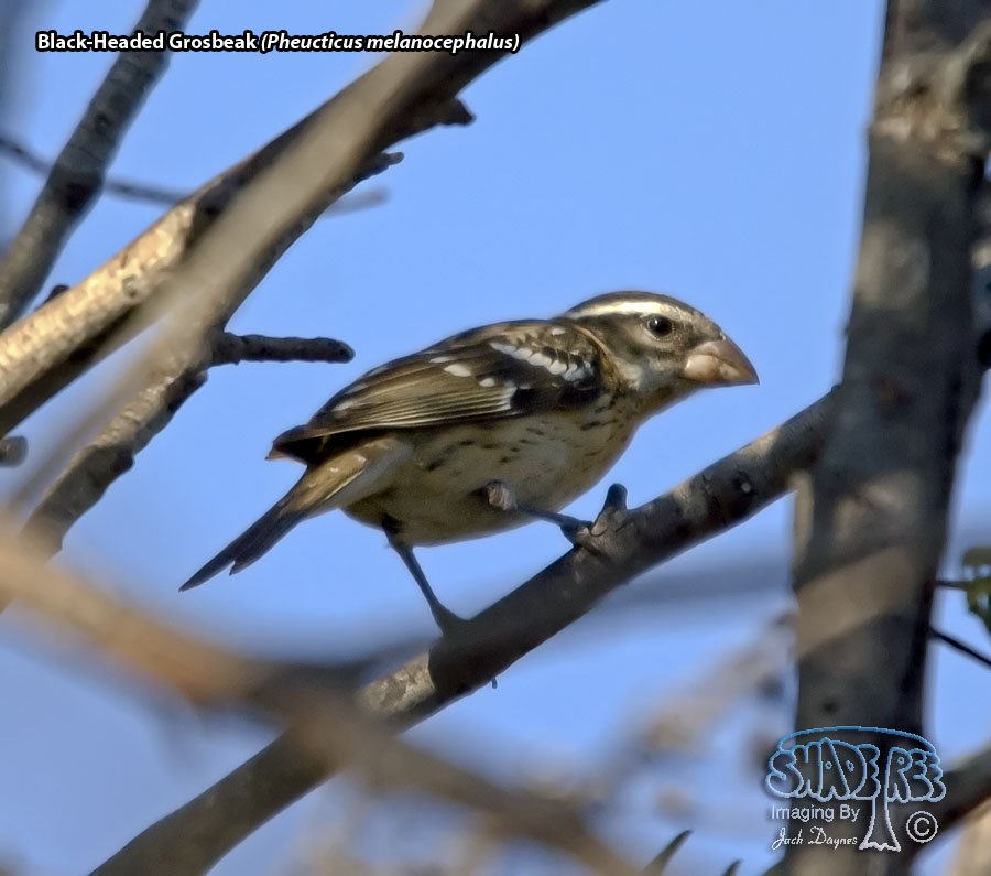 Black-Headed Grosbeak - Pheucticus melanocephalus