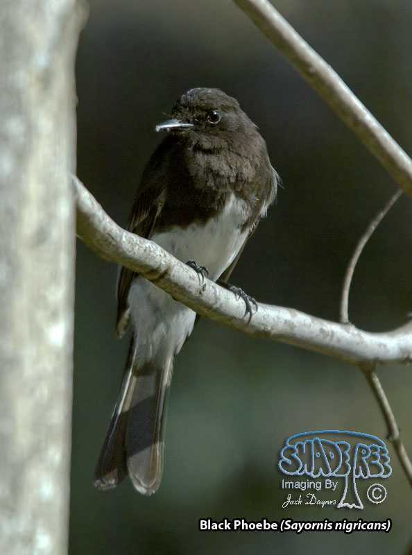 Black Phoebe - Sayornis nigricans