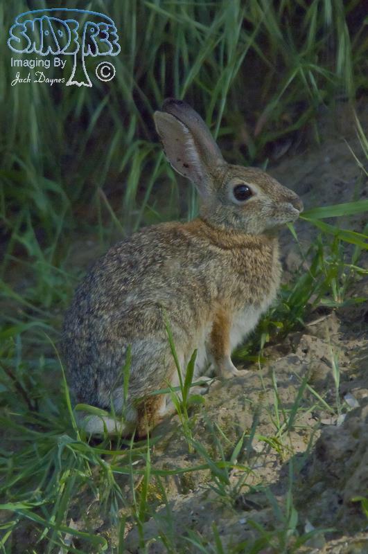 Desert Cottontail - Sylvilagus audubonii