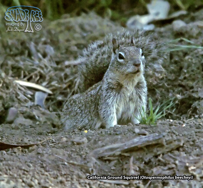 California Ground Squirrel - Otospermophilus beecheyi
