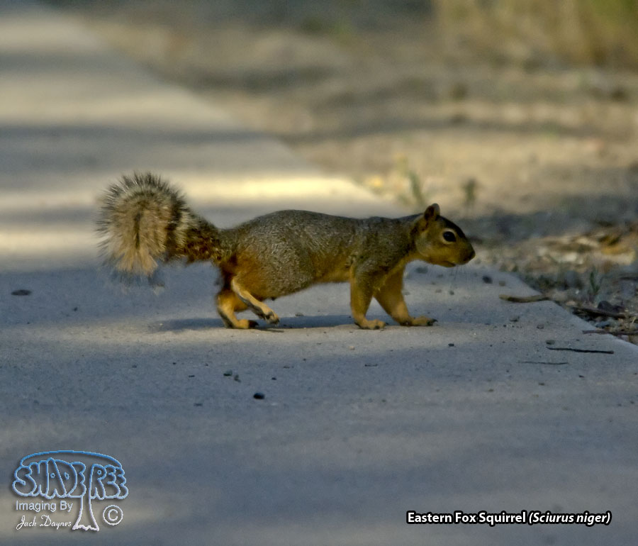 Eastern Fox Squirrel - Sciurus niger