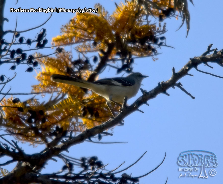 Northern Mockingbird - Mimus polyglottos
