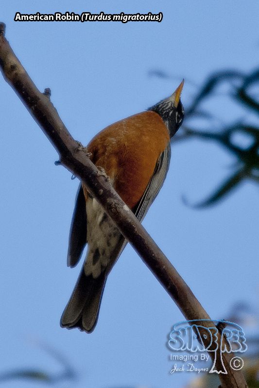 American Robin - Turdus migratorius