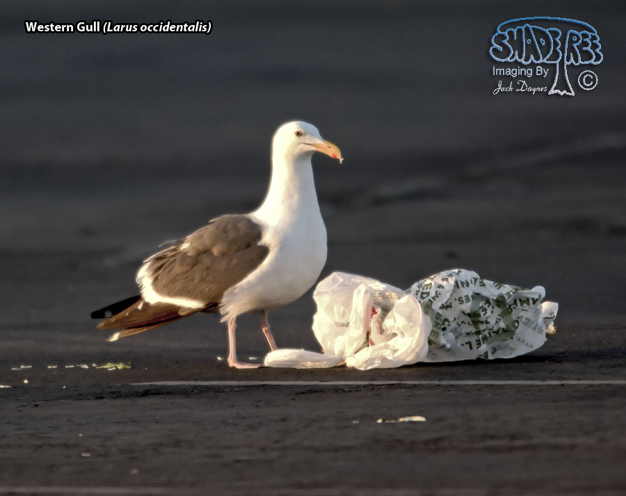 Western Gull - Larus occidentalis