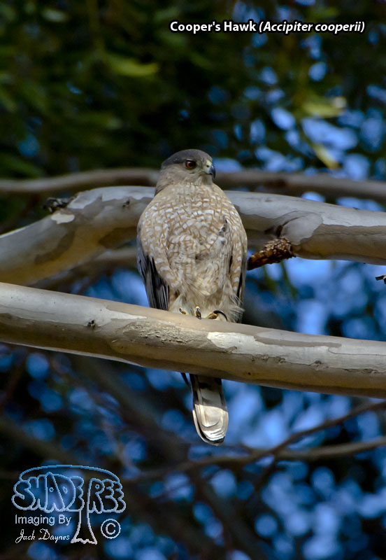 Cooper's Hawk - Accipiter cooperii