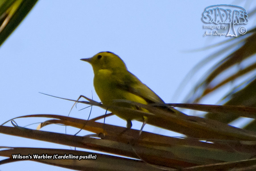 Wilson's Warbler - Cardellina pusilla