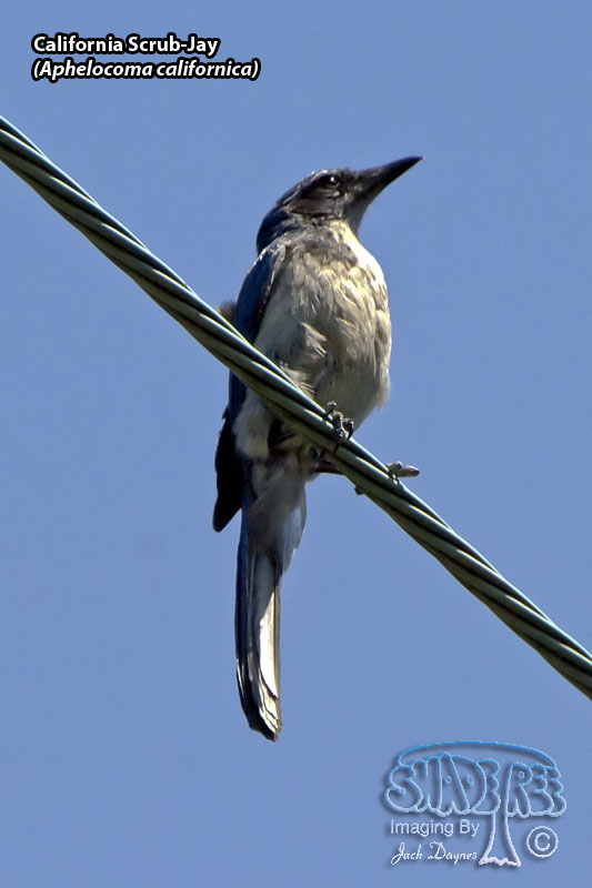 California Scrub-Jay - Aphelocoma californica