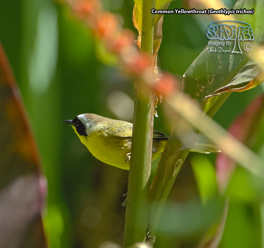 Common Yellowthroat - Geothlypis trichas
