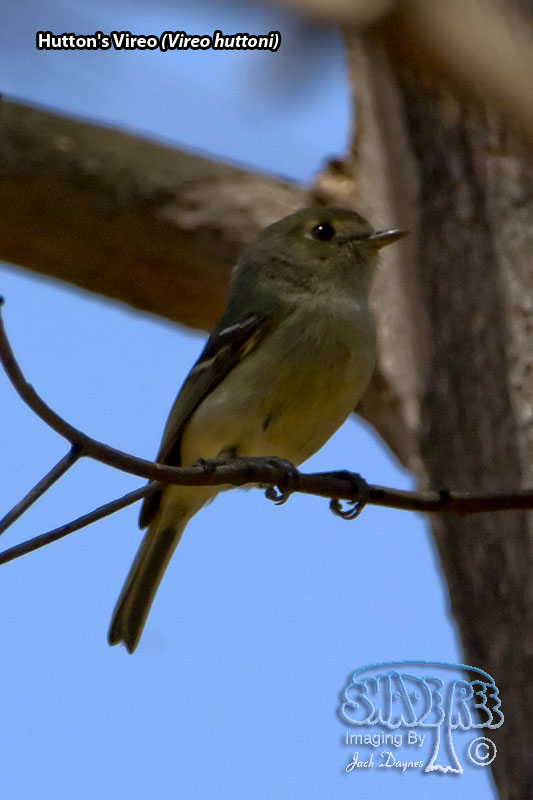 Hutton's Vireo - Vireo huttoni