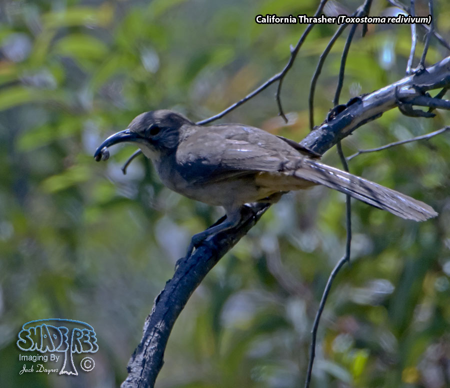 California Thrasher - Toxostoma redivivum