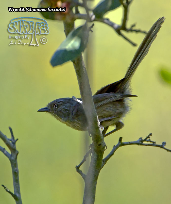 Wrentit - Chamaea fasciata