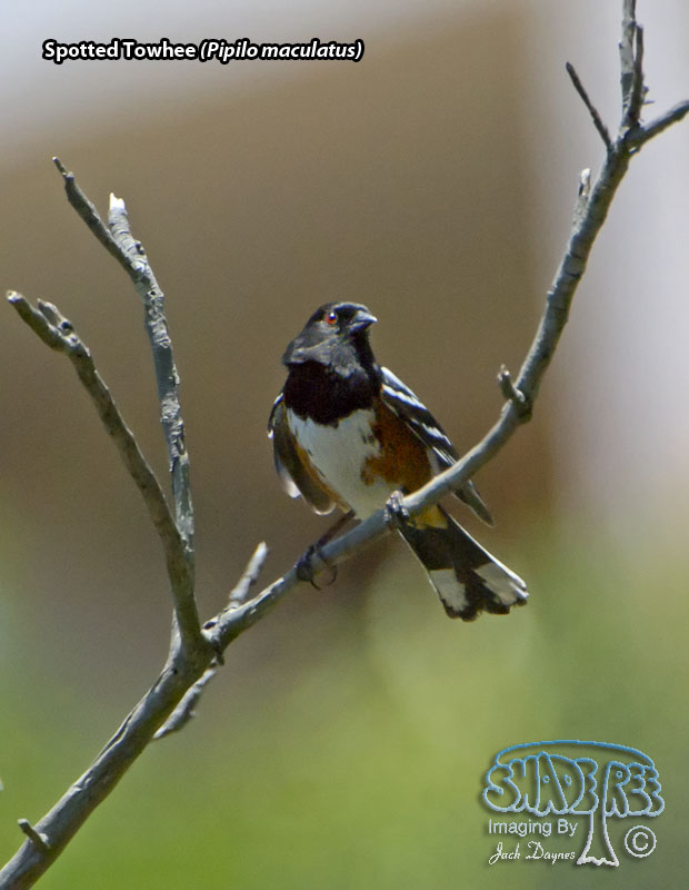 Spotted Towhee - Pipilo maculatus
