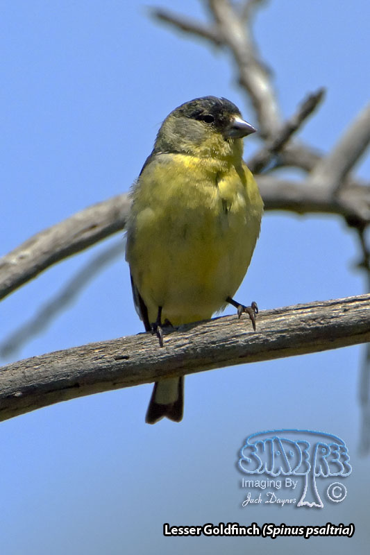 Lesser Goldfinch - Spinus psaltria