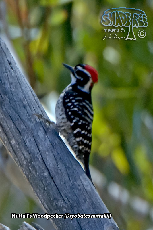 Nuttall's Woodpecker - Dryobates nuttallii