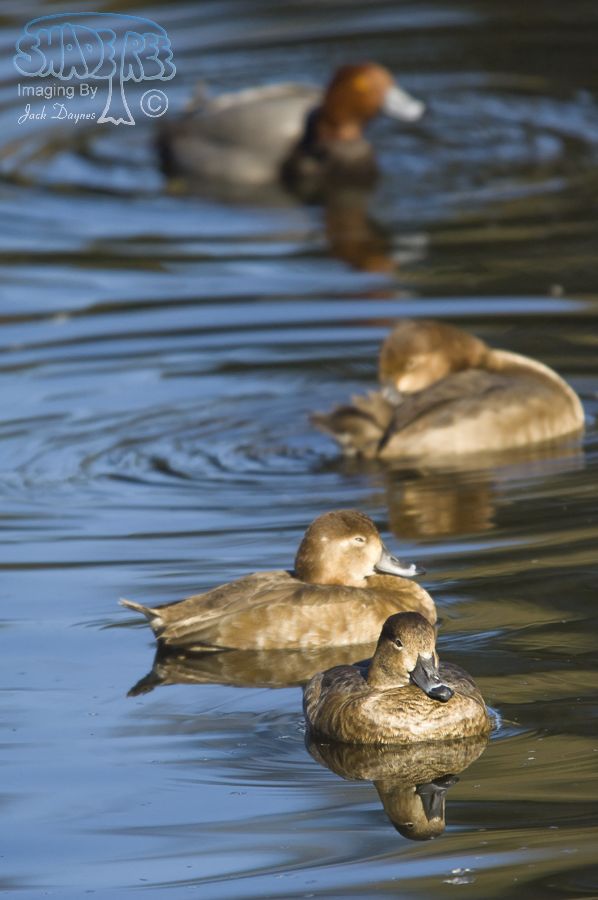 Redhead - Aythya americana