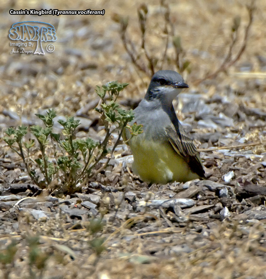 Cassin's Kingbird - Tyrannus vociferans