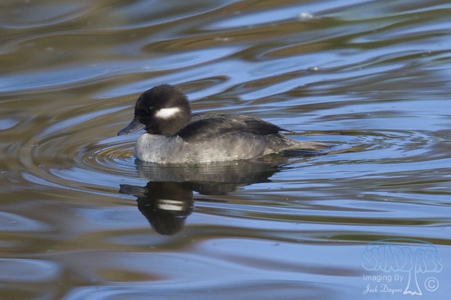 Bufflehead - Bucephala albeola