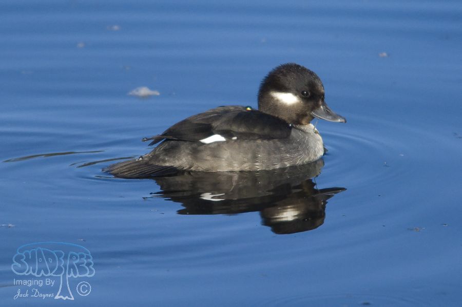 Bufflehead - Bucephala albeola