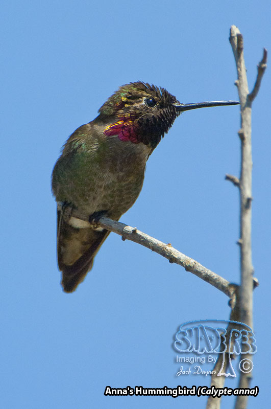 Anna's Hummingbird - Calypte anna