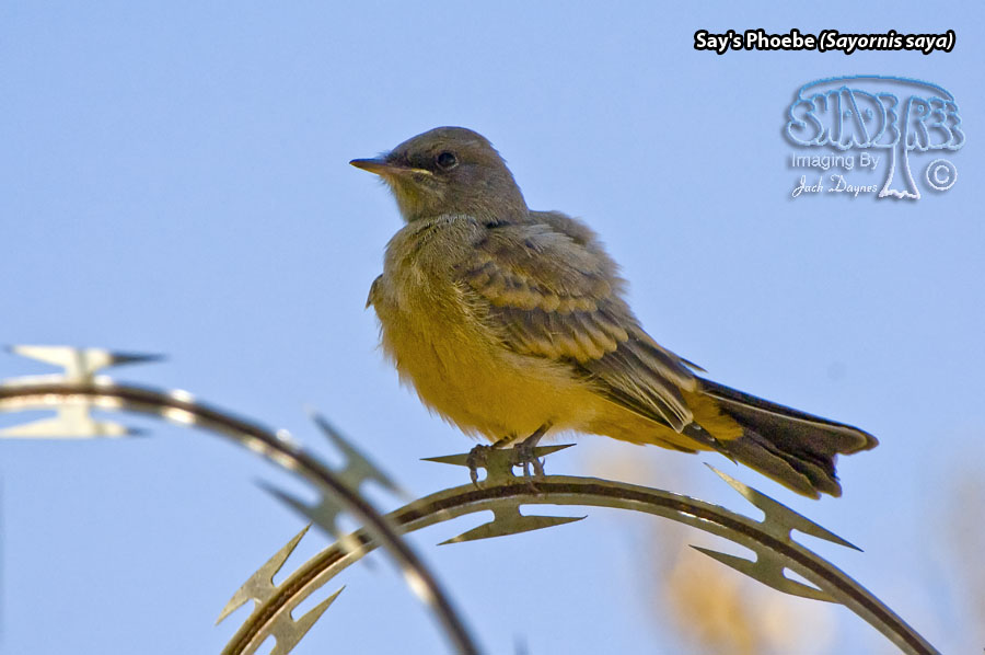 Say's Phoebe - Sayornis saya