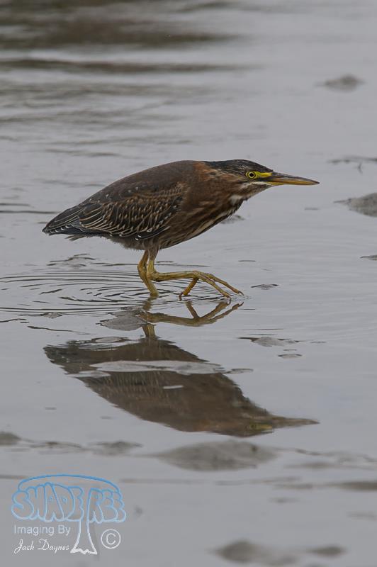 Green Heron - Butorides virescens