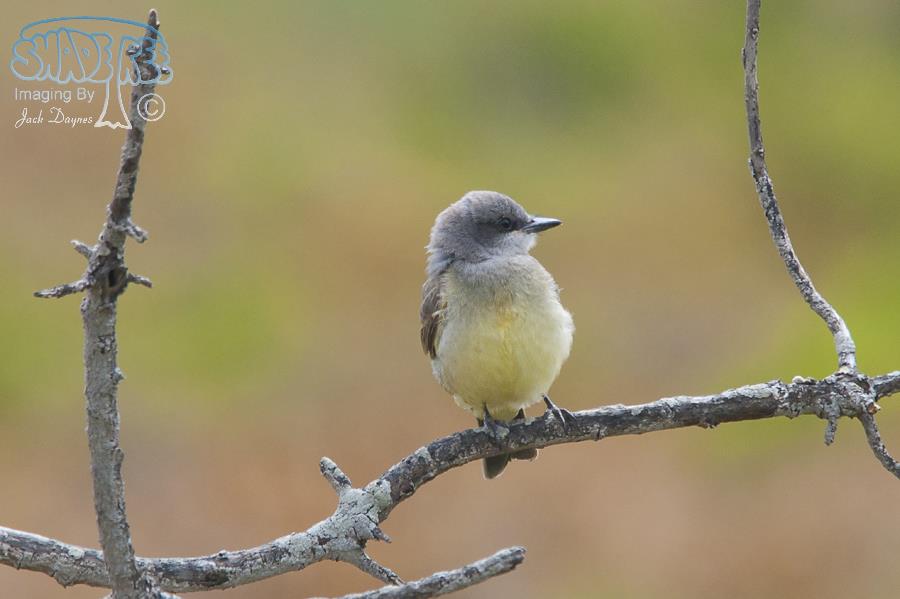 Cassin's Kingbird - Tyrannus vociferans