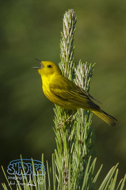 American Yellow Warbler - Setophaga petechia