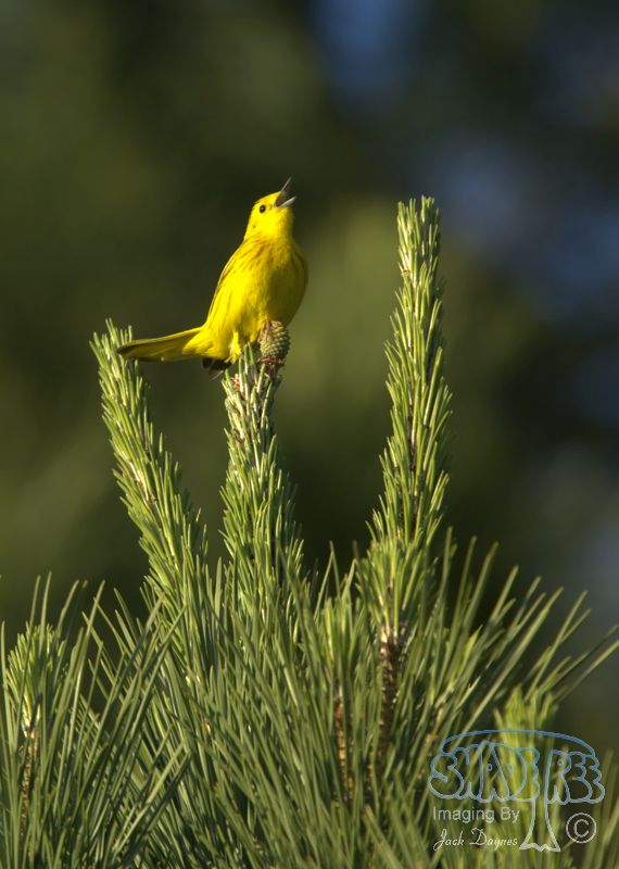 American Yellow Warbler - Setophaga petechia