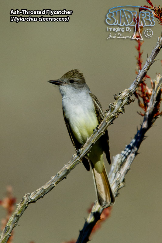 Ash-Throated Flycatcher - Myiarchus cinerascens