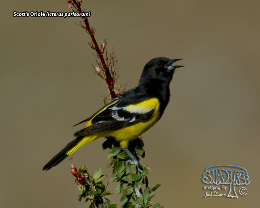 Scott's Oriole - Icterus parisorum