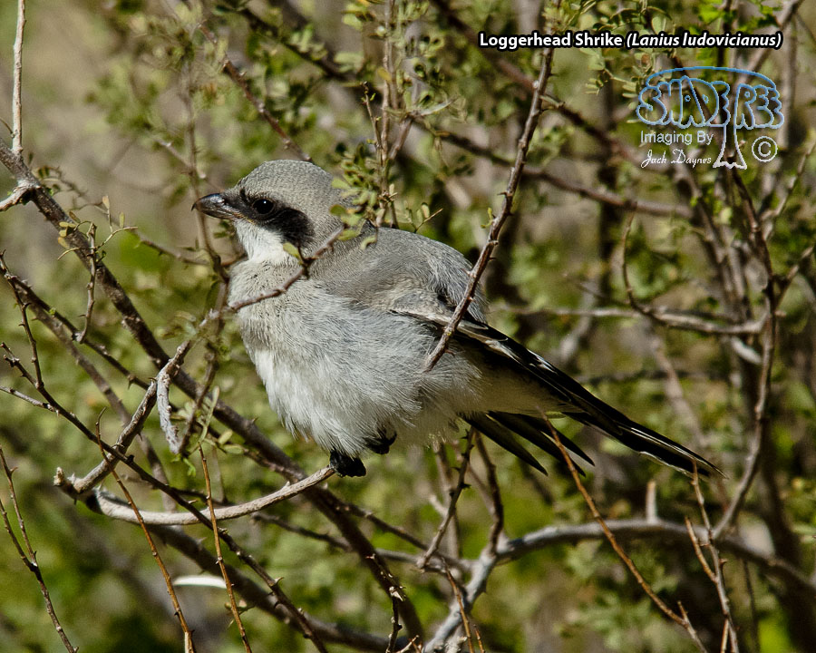 Loggerhead Shrike - Lanius ludovicianus
