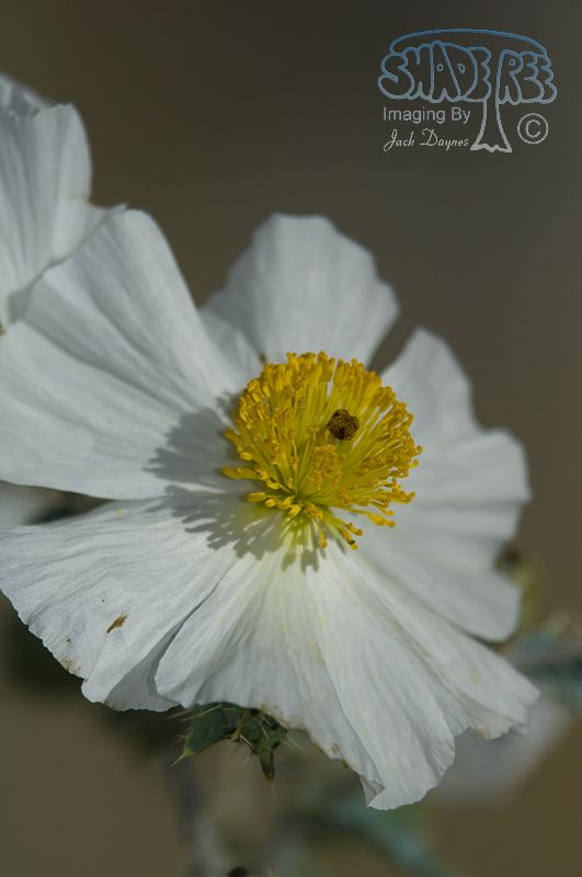 Prickly Poppy - Argemone munita
