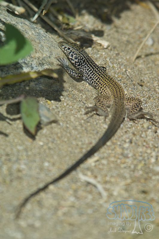 Western Whiptail - Aspidoscelis tigris