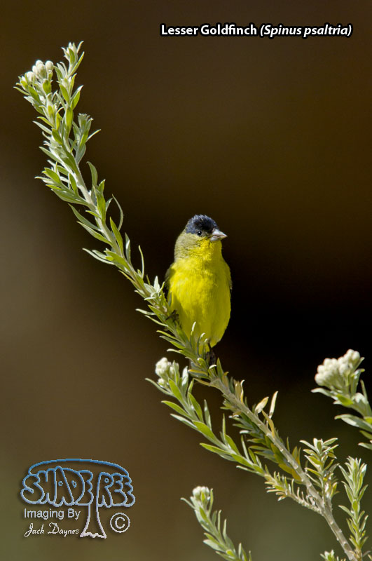 Lesser Goldfinch - Spinus psaltria