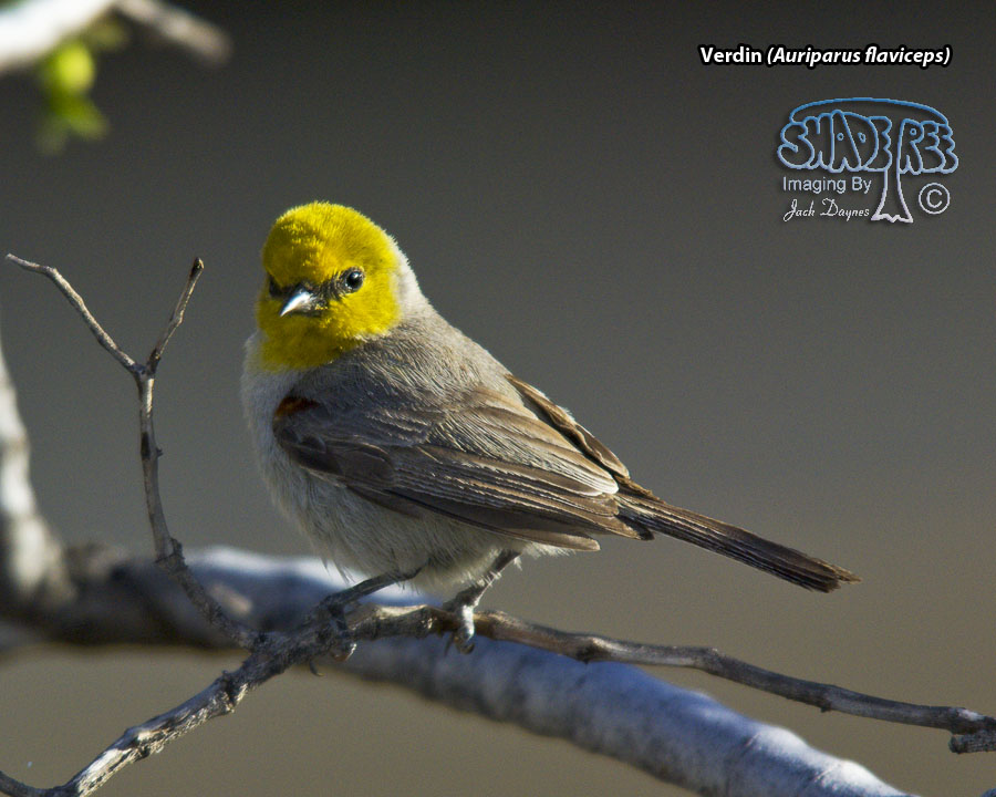 Verdin - Auriparus flaviceps