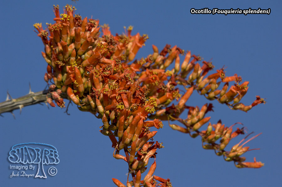 Ocotillo - Fouquieria splendens